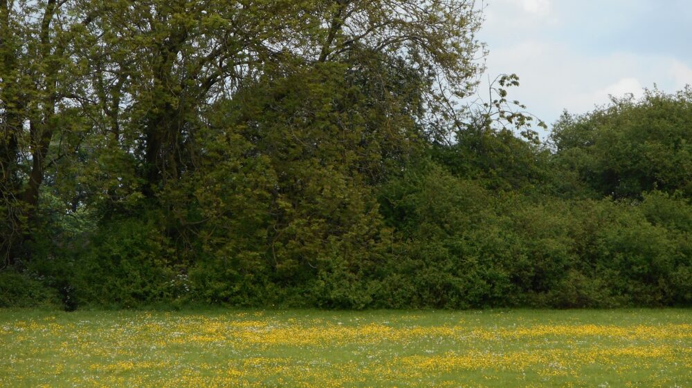 イギリス野球グラウンドに咲く黄色い花