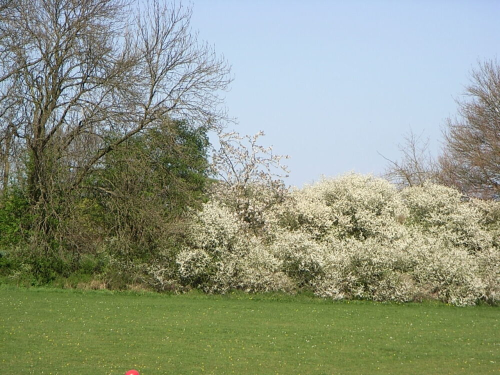 イギリス野球グラウンドに咲く白い花